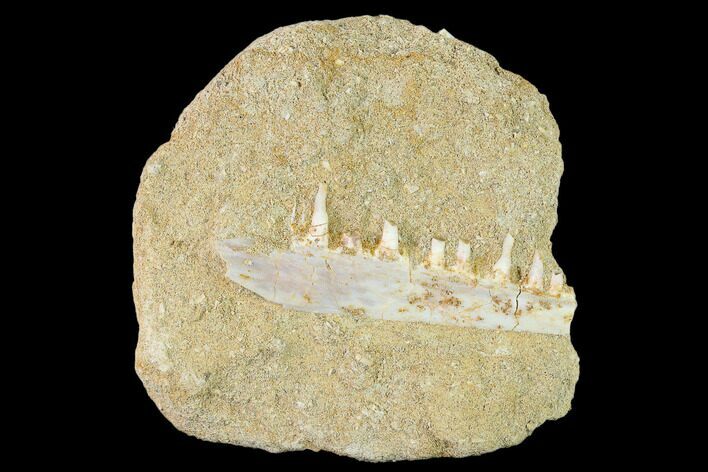 Enchodus Jaw Section with Teeth - Cretaceous Fanged Fish #133857